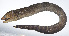  ( - RP-174)  @11 [ ] CreativeCommons  Attribution Non-Commercial (by-nc) (2012) Unspecified Smithsonian Institution National Museum of Natural History