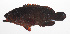  ( - PHI-157)  @11 [ ] CreativeCommons  Attribution Non-Commercial (by-nc) (2013) Unspecified Smithsonian Institution National Museum of Natural History