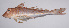  ( - LUZ-011)  @11 [ ] CreativeCommons  Attribution Non-Commercial (by-nc) (2017) Unspecified Smithsonian Institution National Museum of Natural History