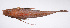  ( - LUZ-011)  @11 [ ] CreativeCommons  Attribution Non-Commercial (by-nc) (2017) Unspecified Smithsonian Institution National Museum of Natural History