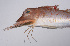  ( - LUZ-011)  @11 [ ] CreativeCommons  Attribution Non-Commercial (by-nc) (2017) Unspecified Smithsonian Institution National Museum of Natural History