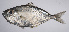  ( - LUZ-018)  @11 [ ] CreativeCommons  Attribution Non-Commercial (by-nc) (2017) Unspecified Smithsonian Institution National Museum of Natural History
