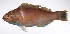  ( - LUZ-064)  @11 [ ] CreativeCommons  Attribution Non-Commercial (by-nc) (2017) Unspecified Smithsonian Institution National Museum of Natural History