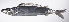  ( - LUZ-067)  @11 [ ] CreativeCommons  Attribution Non-Commercial (by-nc) (2017) Unspecified Smithsonian Institution National Museum of Natural History
