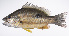  ( - LUZ-080)  @11 [ ] CreativeCommons  Attribution Non-Commercial (by-nc) (2017) Unspecified Smithsonian Institution National Museum of Natural History