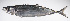  ( - LUZ-086)  @11 [ ] CreativeCommons  Attribution Non-Commercial (by-nc) (2017) Unspecified Smithsonian Institution National Museum of Natural History