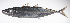  ( - LUZ-087)  @11 [ ] CreativeCommons  Attribution Non-Commercial (by-nc) (2017) Unspecified Smithsonian Institution National Museum of Natural History