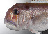  ( - LUZ-088)  @11 [ ] CreativeCommons  Attribution Non-Commercial (by-nc) (2017) Unspecified Smithsonian Institution National Museum of Natural History