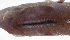  ( - LUZ-088)  @11 [ ] CreativeCommons  Attribution Non-Commercial (by-nc) (2017) Unspecified Smithsonian Institution National Museum of Natural History