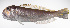  ( - LUZ-091)  @11 [ ] CreativeCommons  Attribution Non-Commercial (by-nc) (2017) Unspecified Smithsonian Institution National Museum of Natural History