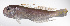  ( - LUZ-099)  @11 [ ] CreativeCommons  Attribution Non-Commercial (by-nc) (2017) Unspecified Smithsonian Institution National Museum of Natural History