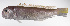  ( - LUZ-100)  @11 [ ] CreativeCommons  Attribution Non-Commercial (by-nc) (2017) Unspecified Smithsonian Institution National Museum of Natural History