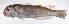  ( - LUZ-102)  @11 [ ] CreativeCommons  Attribution Non-Commercial (by-nc) (2017) Unspecified Smithsonian Institution National Museum of Natural History