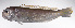  ( - LUZ-106)  @11 [ ] CreativeCommons  Attribution Non-Commercial (by-nc) (2017) Unspecified Smithsonian Institution National Museum of Natural History