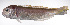  ( - LUZ-107)  @11 [ ] CreativeCommons  Attribution Non-Commercial (by-nc) (2017) Unspecified Smithsonian Institution National Museum of Natural History