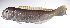 ( - LUZ-108)  @11 [ ] CreativeCommons  Attribution Non-Commercial (by-nc) (2017) Unspecified Smithsonian Institution National Museum of Natural History