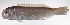  ( - LUZ-109)  @11 [ ] CreativeCommons  Attribution Non-Commercial (by-nc) (2017) Unspecified Smithsonian Institution National Museum of Natural History