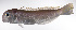  ( - LUZ-110)  @11 [ ] CreativeCommons  Attribution Non-Commercial (by-nc) (2017) Unspecified Smithsonian Institution National Museum of Natural History
