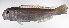  ( - LUZ-111)  @11 [ ] CreativeCommons  Attribution Non-Commercial (by-nc) (2017) Unspecified Smithsonian Institution National Museum of Natural History