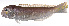  ( - LUZ-113)  @11 [ ] CreativeCommons  Attribution Non-Commercial (by-nc) (2017) Unspecified Smithsonian Institution National Museum of Natural History
