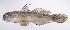 ( - LUZ-157)  @11 [ ] CreativeCommons  Attribution Non-Commercial (by-nc) (2017) Unspecified Smithsonian Institution National Museum of Natural History