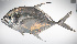  ( - LUZ-164)  @11 [ ] CreativeCommons  Attribution Non-Commercial (by-nc) (2017) Unspecified Smithsonian Institution National Museum of Natural History
