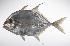  ( - LUZ-170)  @11 [ ] CreativeCommons  Attribution Non-Commercial (by-nc) (2017) Unspecified Smithsonian Institution National Museum of Natural History