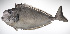  ( - LUZ-201)  @11 [ ] CreativeCommons  Attribution Non-Commercial (by-nc) (2017) Unspecified Smithsonian Institution National Museum of Natural History
