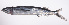  ( - LUZ-206)  @11 [ ] CreativeCommons  Attribution Non-Commercial (by-nc) (2017) Unspecified Smithsonian Institution National Museum of Natural History