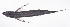  ( - LUZ-206)  @11 [ ] CreativeCommons  Attribution Non-Commercial (by-nc) (2017) Unspecified Smithsonian Institution National Museum of Natural History