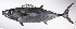  ( - LUZ-216)  @11 [ ] CreativeCommons  Attribution Non-Commercial (by-nc) (2017) Unspecified Smithsonian Institution National Museum of Natural History