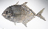  ( - LUZ-226)  @11 [ ] CreativeCommons  Attribution Non-Commercial (by-nc) (2017) Unspecified Smithsonian Institution National Museum of Natural History