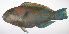  (Chlorurus bleekeri - LUZ-237)  @11 [ ] CreativeCommons  Attribution Non-Commercial (by-nc) (2017) Unspecified Smithsonian Institution National Museum of Natural History