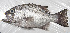  ( - LUZ-247)  @11 [ ] CreativeCommons  Attribution Non-Commercial (by-nc) (2017) Unspecified Smithsonian Institution National Museum of Natural History