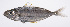  ( - LUZ-257)  @11 [ ] CreativeCommons  Attribution Non-Commercial (by-nc) (2017) Unspecified Smithsonian Institution National Museum of Natural History