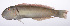  ( - LUZ-260)  @11 [ ] CreativeCommons  Attribution Non-Commercial (by-nc) (2017) Unspecified Smithsonian Institution National Museum of Natural History