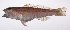  ( - LUZ-279)  @11 [ ] CreativeCommons  Attribution Non-Commercial (by-nc) (2017) Unspecified Smithsonian Institution National Museum of Natural History