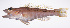 (Chelidoperca pleurospilus - LUZ-281)  @11 [ ] CreativeCommons  Attribution Non-Commercial (by-nc) (2017) Unspecified Smithsonian Institution National Museum of Natural History