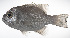  ( - LUZ-296)  @11 [ ] CreativeCommons  Attribution Non-Commercial (by-nc) (2017) Unspecified Smithsonian Institution National Museum of Natural History