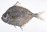  ( - LUZ-299)  @11 [ ] CreativeCommons  Attribution Non-Commercial (by-nc) (2017) Unspecified Smithsonian Institution National Museum of Natural History