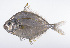  ( - LUZ-301)  @11 [ ] CreativeCommons  Attribution Non-Commercial (by-nc) (2017) Unspecified Smithsonian Institution National Museum of Natural History