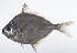  ( - LUZ-314)  @11 [ ] CreativeCommons  Attribution Non-Commercial (by-nc) (2017) Unspecified Smithsonian Institution National Museum of Natural History
