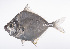  ( - LUZ-315)  @11 [ ] CreativeCommons  Attribution Non-Commercial (by-nc) (2017) Unspecified Smithsonian Institution National Museum of Natural History