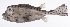  ( - LUZ-320)  @11 [ ] CreativeCommons  Attribution Non-Commercial (by-nc) (2017) Unspecified Smithsonian Institution National Museum of Natural History