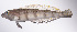  (Parapercis lutevittata - LUZ-328)  @11 [ ] CreativeCommons  Attribution Non-Commercial (by-nc) (2017) Unspecified Smithsonian Institution National Museum of Natural History
