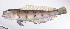  ( - LUZ-330)  @11 [ ] CreativeCommons  Attribution Non-Commercial (by-nc) (2017) Unspecified Smithsonian Institution National Museum of Natural History