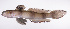  ( - LUZ-331)  @11 [ ] CreativeCommons  Attribution Non-Commercial (by-nc) (2017) Unspecified Smithsonian Institution National Museum of Natural History