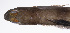  ( - LUZ-331)  @11 [ ] CreativeCommons  Attribution Non-Commercial (by-nc) (2017) Unspecified Smithsonian Institution National Museum of Natural History