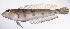  ( - LUZ-332)  @11 [ ] CreativeCommons  Attribution Non-Commercial (by-nc) (2017) Unspecified Smithsonian Institution National Museum of Natural History