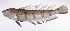  ( - LUZ-334)  @11 [ ] CreativeCommons  Attribution Non-Commercial (by-nc) (2017) Unspecified Smithsonian Institution National Museum of Natural History